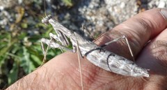 Bolivaria brachyptera