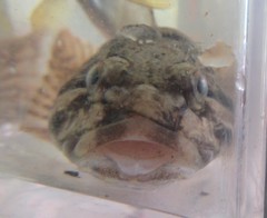 Cottus asper