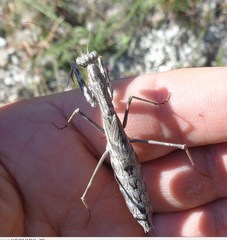 Bolivaria brachyptera