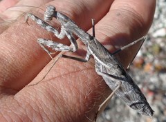 Bolivaria brachyptera