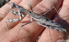 Bolivaria brachyptera