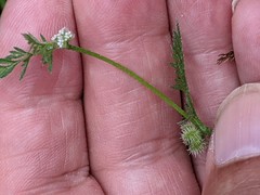 Torilis nodosa