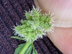 Torilis nodosa
