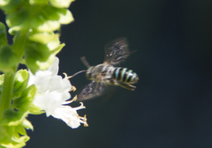 Hoplonomia