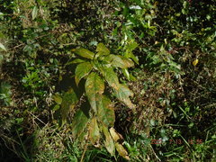 Pucciniastrum epilobii