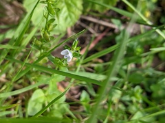 Veronica serpyllifolia