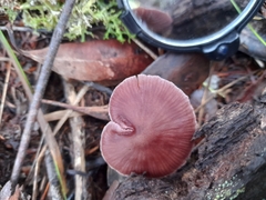 Thaxterogaster submagellanicus