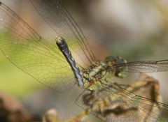 Diplacodes trivialis