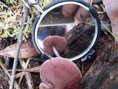 Thaxterogaster submagellanicus