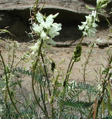 Astragalus trichopodus antisellii