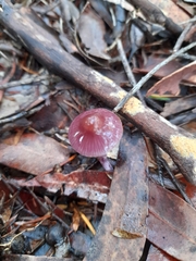 Thaxterogaster submagellanicus