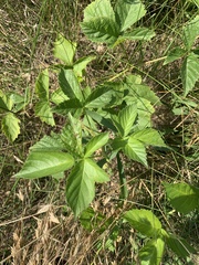 Rubus multifer