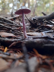 Thaxterogaster submagellanicus