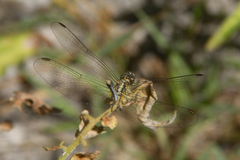 Diplacodes trivialis