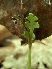 Botrychium spathulatum