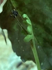 Botrychium spathulatum