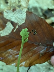 Botrychium spathulatum