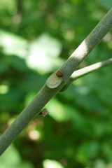 Fraxinus biltmoreana