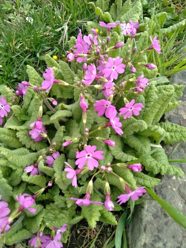 Primula sieboldii (Primula sieboldii)