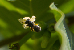 Ceratinidia