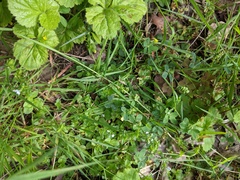 Veronica serpyllifolia