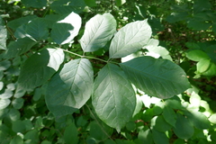 Fraxinus biltmoreana