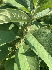 Triosteum perfoliatum