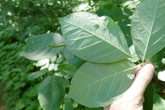 Fraxinus biltmoreana