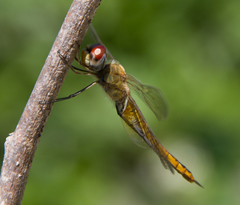 Pantala flavescens