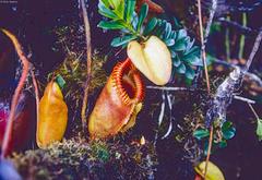 Nepenthes villosa