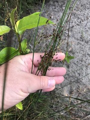 Juncus balticus littoralis