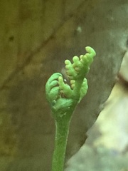 Botrychium spathulatum