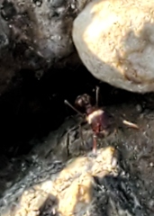 Pogonomyrmex rugosus