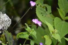 Browallia americana