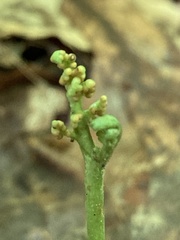Botrychium spathulatum