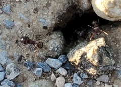 Pogonomyrmex rugosus