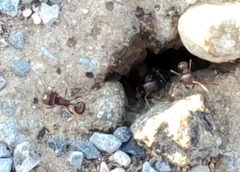 Pogonomyrmex rugosus