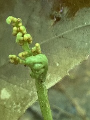 Botrychium spathulatum