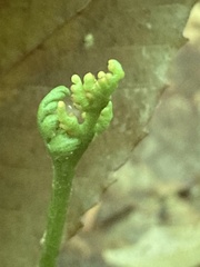 Botrychium spathulatum