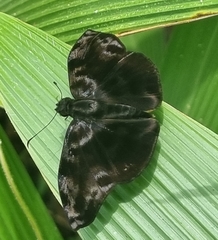Ebrietas anacreon anacreon