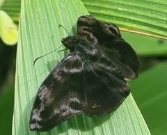 Ebrietas anacreon anacreon