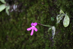 Pinguicula oblongiloba