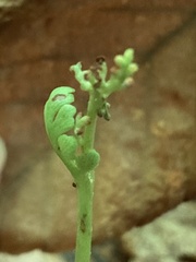 Botrychium spathulatum