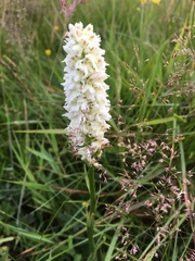 Dactylorhiza fuchsii