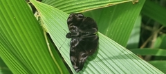 Ebrietas anacreon anacreon