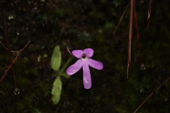 Pinguicula oblongiloba