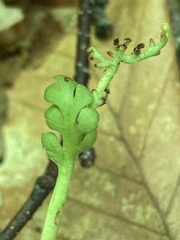 Botrychium spathulatum