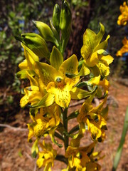 Chloraea gavilu