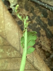 Botrychium spathulatum