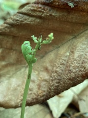 Botrychium spathulatum